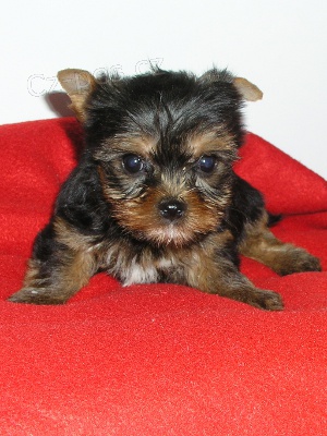 �t��ata jork��ra