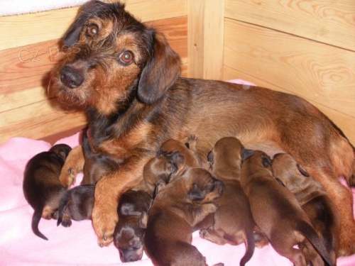 Drsnosrst� jezev��k