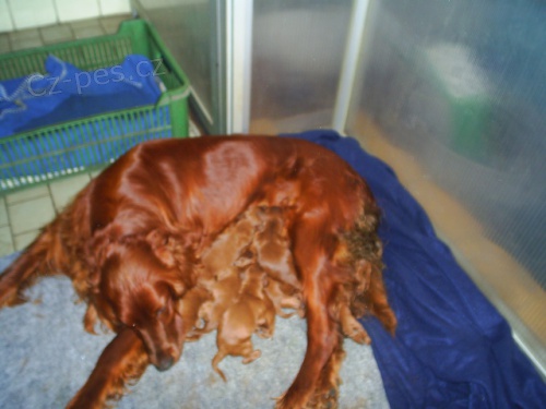 �t���tka irsk�ch setr�