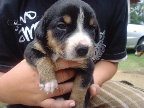 ENTLEBU�SK� SALA�NICK� PES BEZ PP