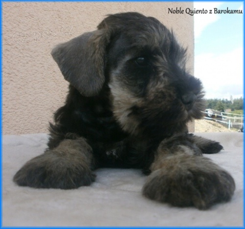 Kn�ra� mal� pep� a s�l s PP