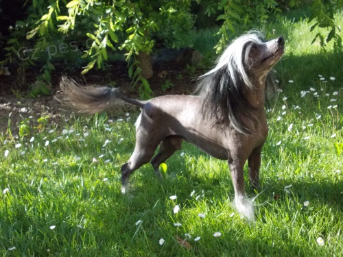 ��nsk� chocholat� pejsek s PP ke kryt�