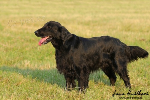 Nab�dka kryt�-Flat coated retriever s PP, Corry ze Strun