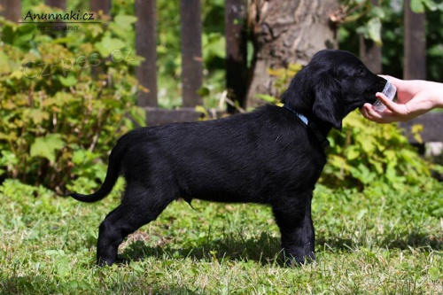 �t���tko flat coated retrievere - posledn� pejsek s PP, k odb�ru nyn�