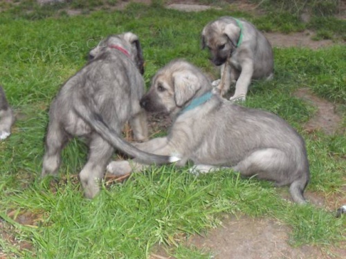 �t��ata Irsk�ho vlkodava