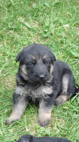 �t���tka N�meck�ho ov��ka s PP