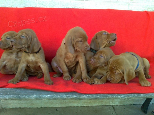 Ma�arsk� oha� kr�tkosrst�  (vizsla) s PP