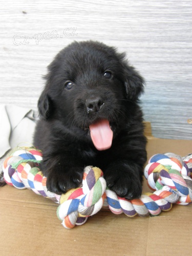 �t���tka hovawart s PP