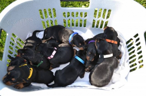 N�meck� pin� �t��ata s PP