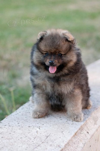 N�meck� �pic mal�