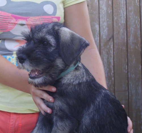 kn�ra� st�edn� pep� a s�l