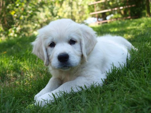 Zlat� retr�vr - �t���tka s PP