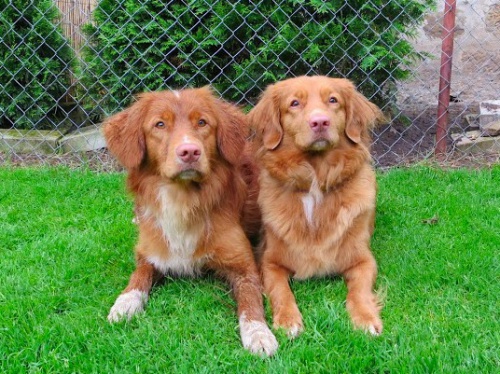 �t��ata Nova Skotia Duck Tolling Retriever
