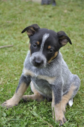 Australsk� hon�ck� pes