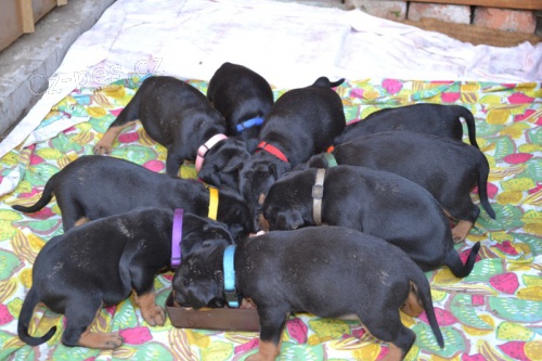 N�meck� pin� �t���tka s PP