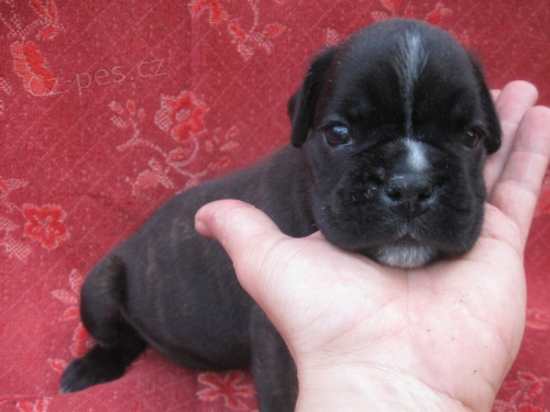 Prod�m ��han� a zlat� �t��ata boxera s PP