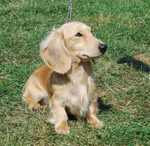 Dlouhosrst� jezv��k