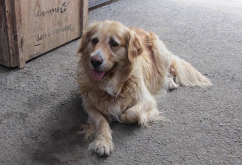 daruji fenku zlat�ho retrievra