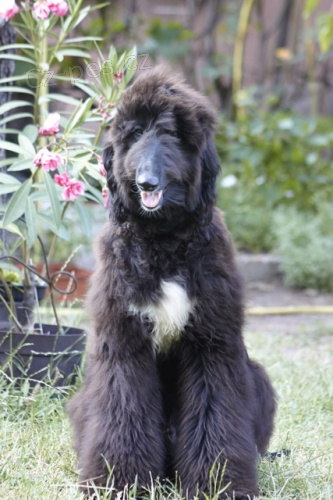 afg�nsk� chrt �t��ata