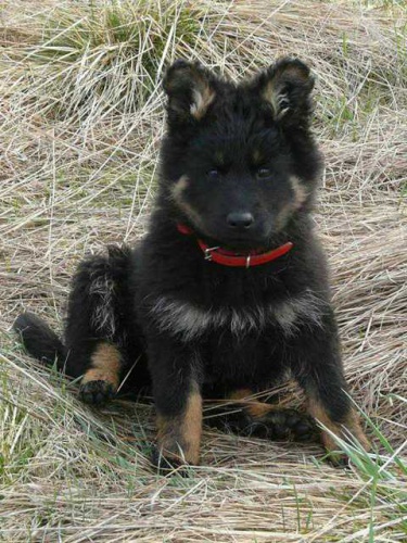 Chodsk� pes - �t�n�ci