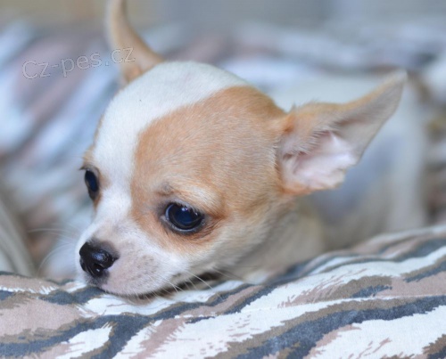 �ivava kr�tkosrst� , dlouhosrst�