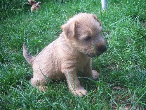 Jemnosrst� p�eni�n� teri�r