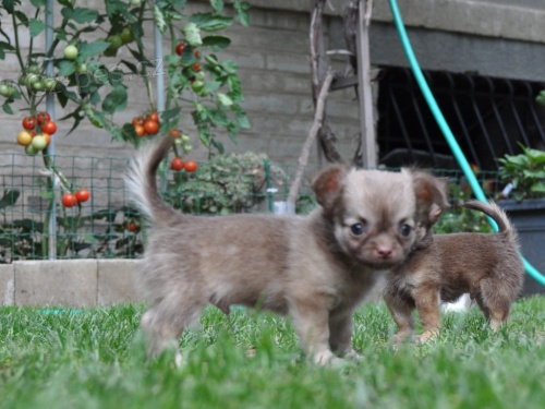 �ivava dlouho i kr�tkosr. s PP