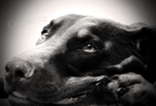 Fotografov�n� ps�