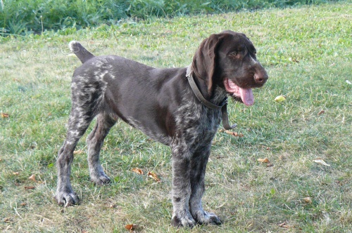 Prod�m �t�n psa NDO