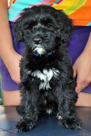 �t���tko Portugalsk� vodn� pes