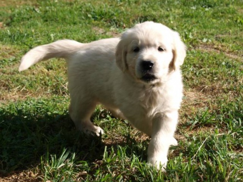 �t���tka zlat�ho retr�vra s PP