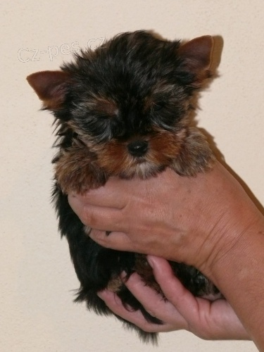 Jork��rsk� terier