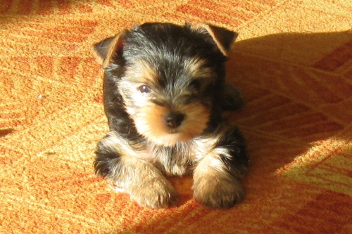 Prod�m kr�sn� �t���tka 