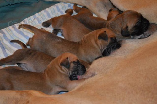 N�meck� doga �lut�, ��han� - prodej �t��at