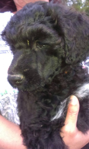 Portugalsk� vodn� pes-posledn� ps�k k odberu