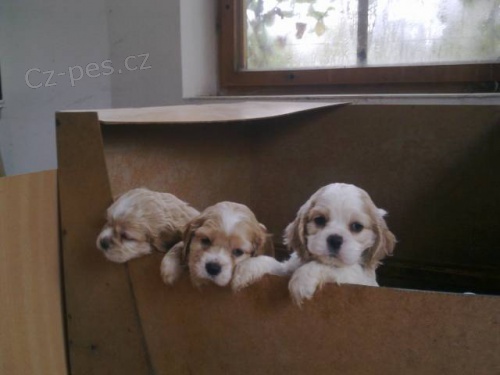 Prod�m �t��ata americk�ho kokra