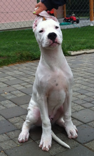 Argentinsk� doga - pejsek s PP