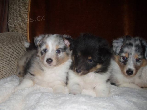 �eltie-�t���tka odchovan� s l�skou-pro l�sku