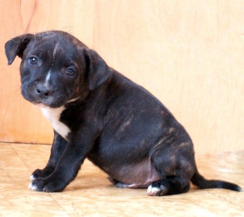 Staford��rsk� bulterier