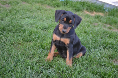 N�meck� pin� �t���tka s PP