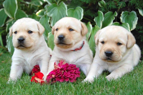 �t���tka labradorsk�ho retr�vra s PP