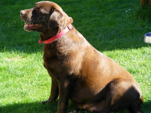 �t��ata Labradorsk� retr�vr s PP