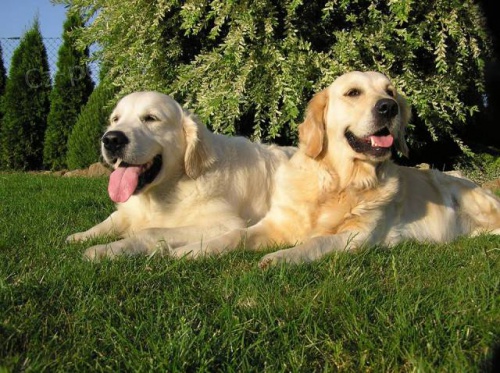 Zlat� retr�vr-zlat� �t���tka rezervace na listopad