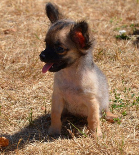 �ivava kr�tkosrst� i dlouhosrst�