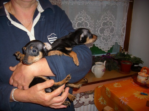 Trpasli�� pin�