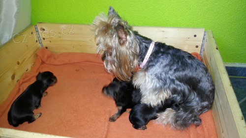 Jork��rsk� teri�r