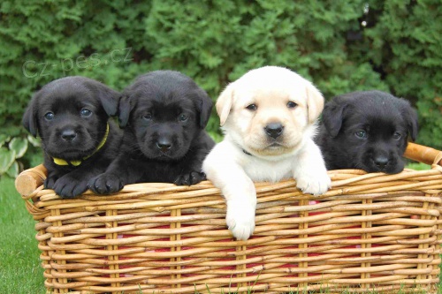 �t���tka labradorsk�ho retr�vra s PP