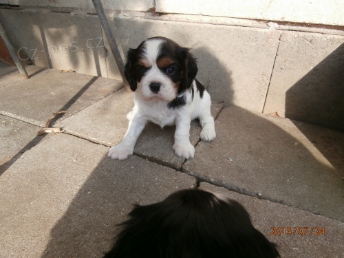 Kaval�r king charles �pan�l