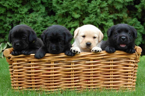 �t���tka labradorsk�ho retr�vra s PP