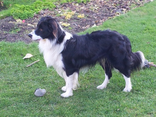 Nab�z�m psa ke kryt�